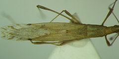 Berytinus