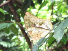 Charaxes fulvescens