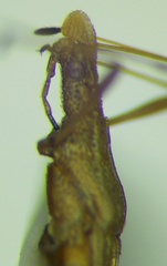Berytinus