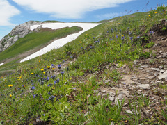 Veronica bellidioides