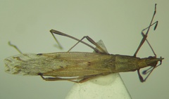 Berytinus