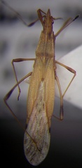 Berytinus striola