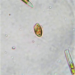 Rhodomonas