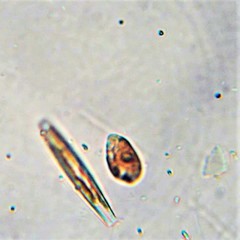 Rhodomonas