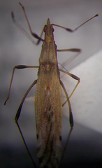 Berytinus striola