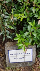 Picconia azorica