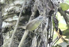 Dysithamnus mentalis