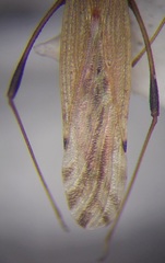 Berytinus striola