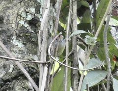Dysithamnus mentalis
