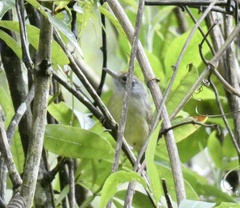 Dysithamnus mentalis