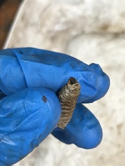 Cephenemyia