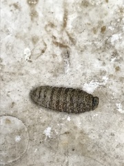 Cephenemyia