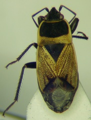 Bleteogonus beckeri
