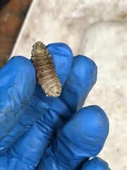 Cephenemyia
