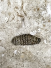 Cephenemyia