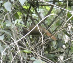 Anabazenops fuscus