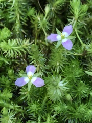 Mayaca fluviatilis