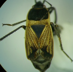 Bleteogonus beckeri