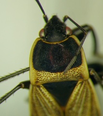 Bleteogonus beckeri