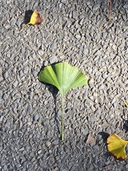 Ginkgo biloba