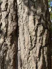 Ginkgo biloba