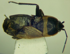 Bleteogonus beckeri