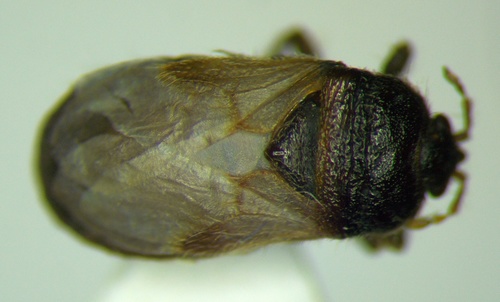 Blissus putoni