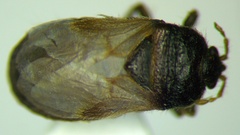 Geoblissus putoni