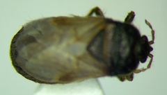 Geoblissus putoni