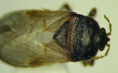 Geoblissus putoni