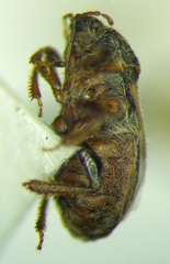 Geoblissus putoni