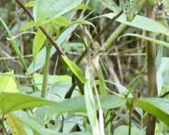 Poecilotriccus plumbeiceps
