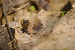 Callophrys henrici
