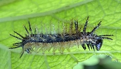 Lepidoptera