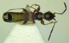 Bogdiana myrmica