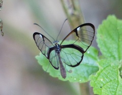 Pteronymia carlia
