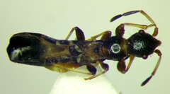 Bogdiana myrmica
