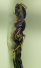 Bogdiana myrmica
