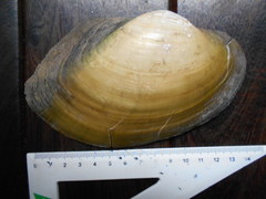 Anodontites trapesialis