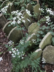 Anthriscus sylvestris
