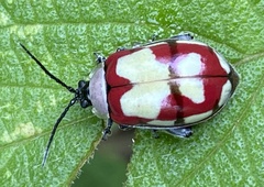 Alagoasa