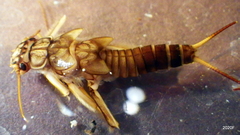 Doroneuria