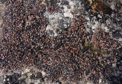 Psora pseudorussellii