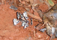 Uranothauma falkensteinii