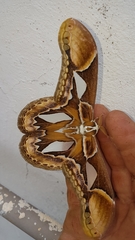 Rothschildia hopfferi