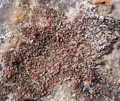 Psora pseudorussellii