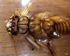 Doroneuria