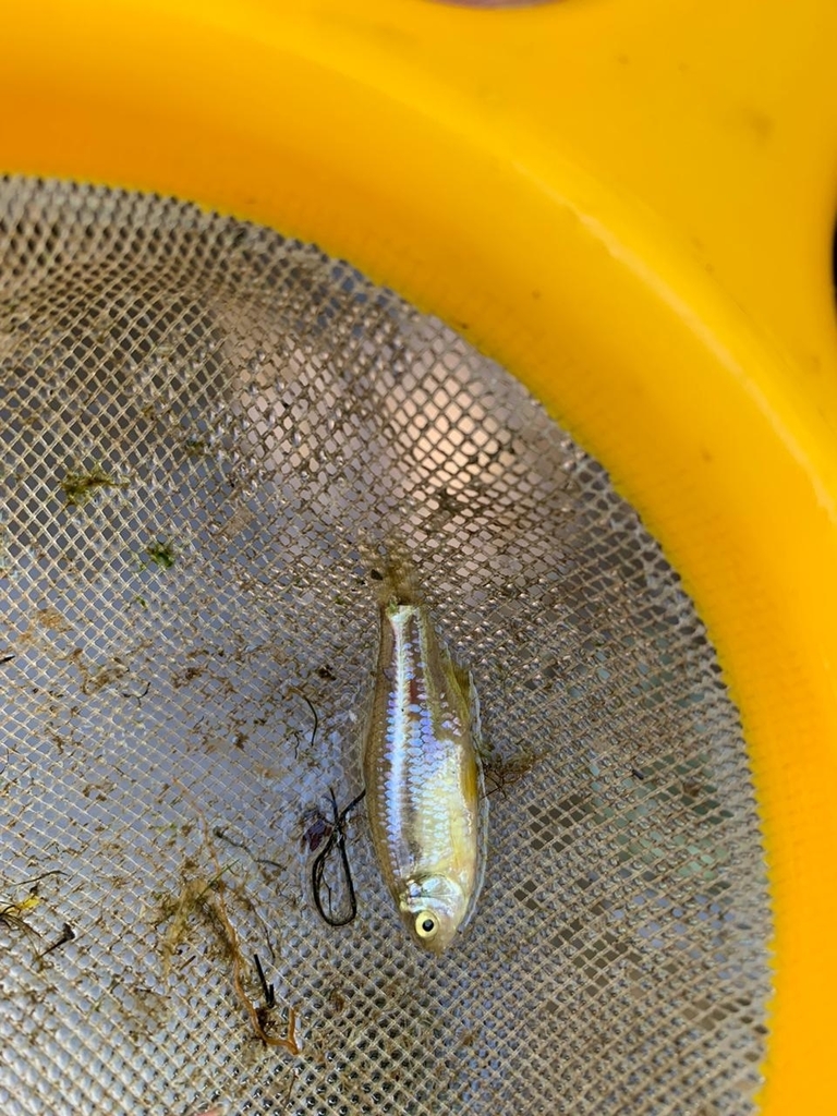 Chilean tetra (Cheirodon pisciculus) — Characidae