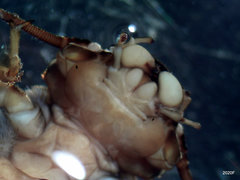 Doroneuria