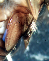 Doroneuria